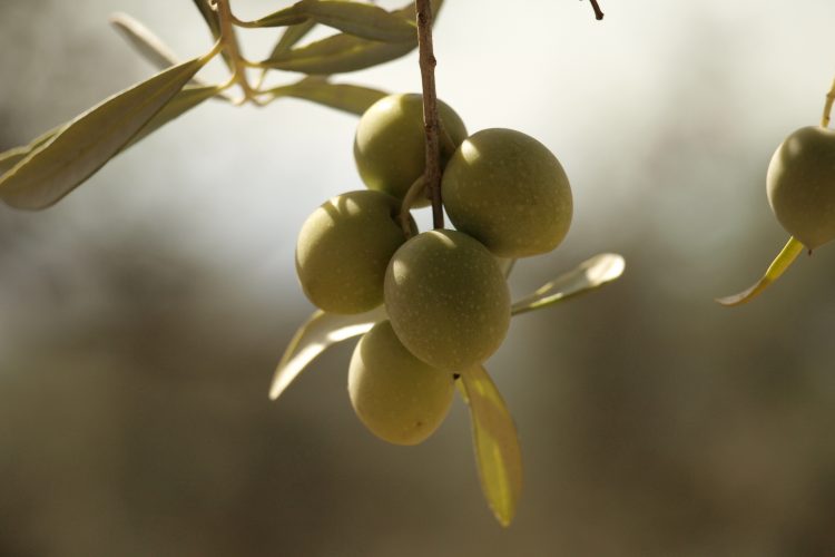 aceitunas ecológicas verdes finca el cabezo