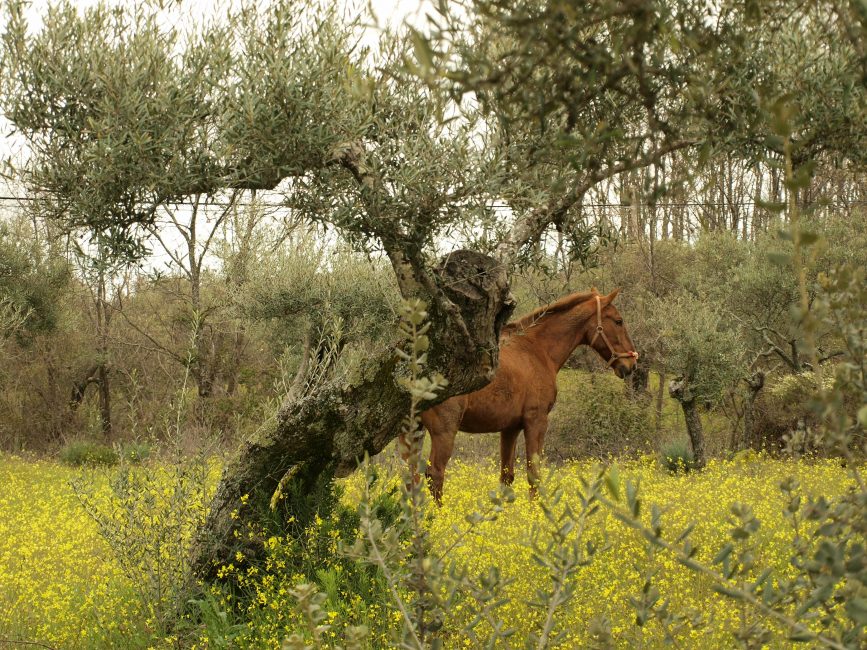 caballo y olivos