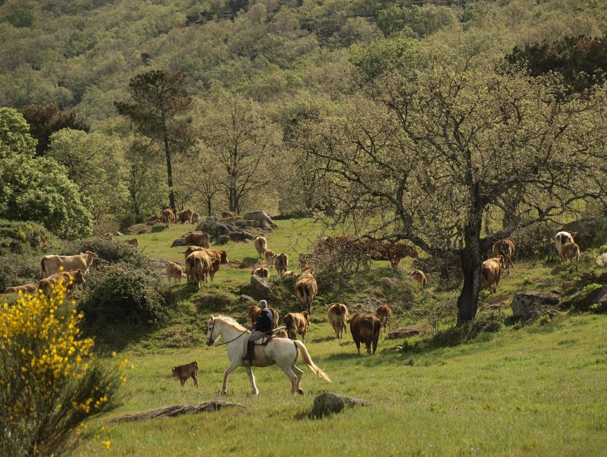 vacas y caballo