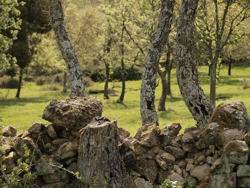 Robles y paredes de piedra