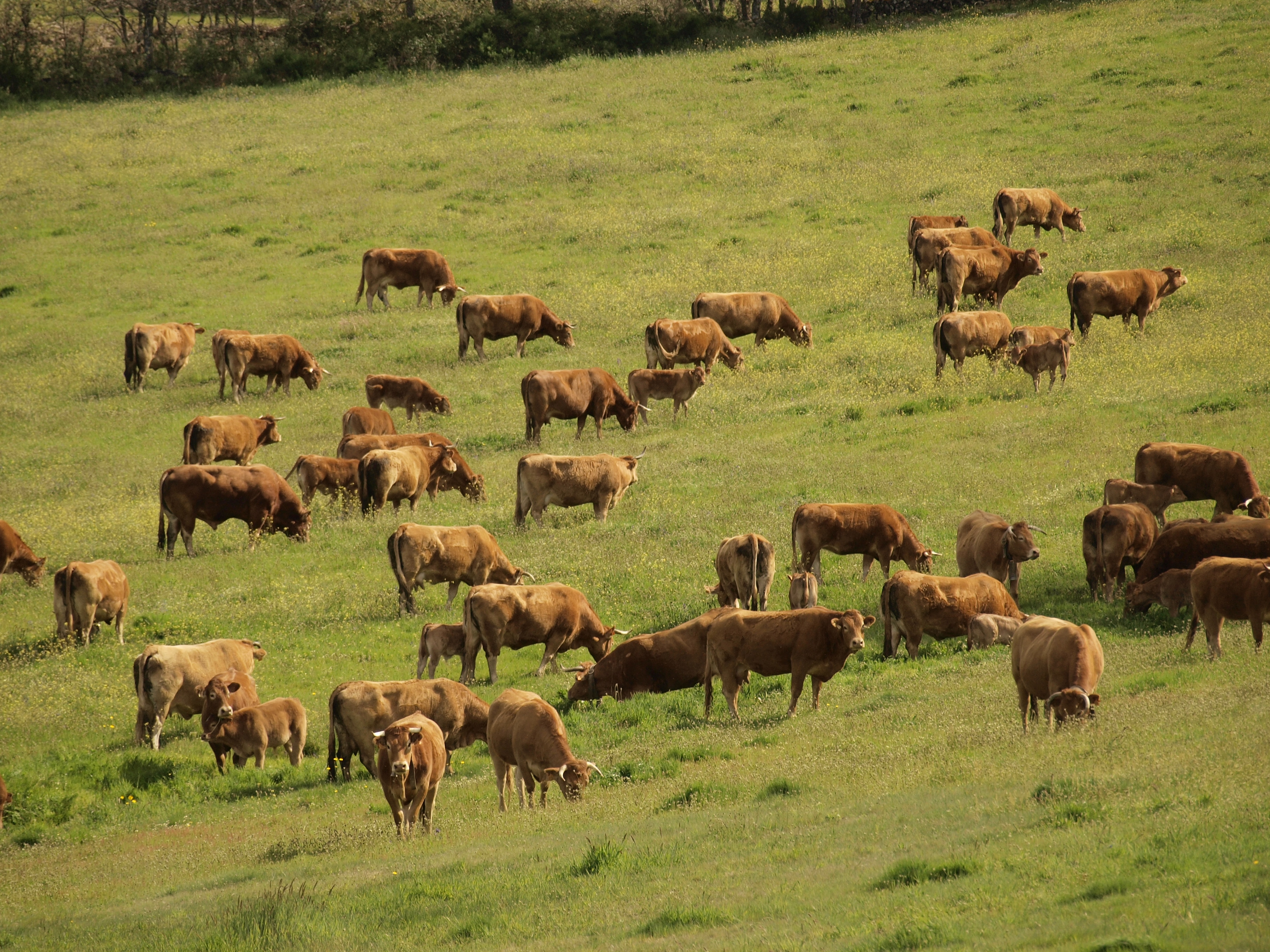 vacas limusin pastando en la finca