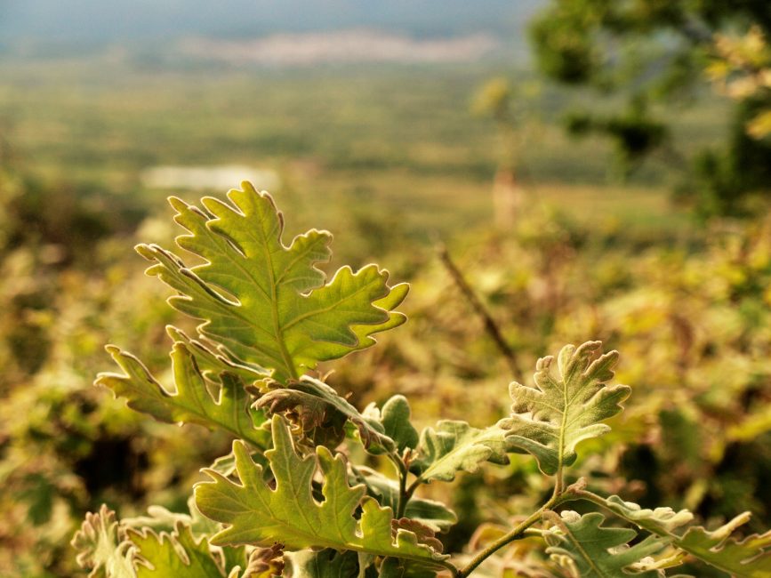 Hojas de roble