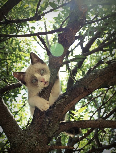 gatito en una rama