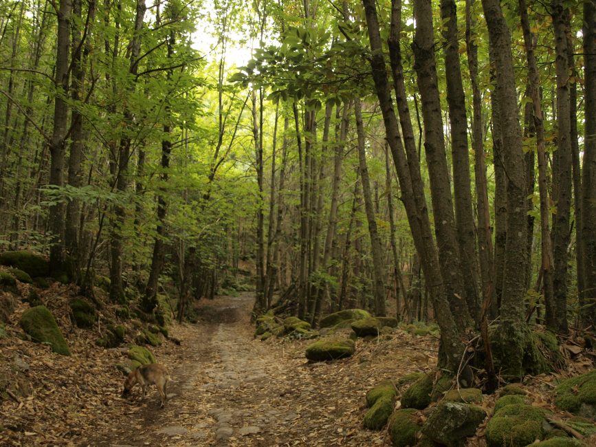 ruta senderismo calzada medieval castañar