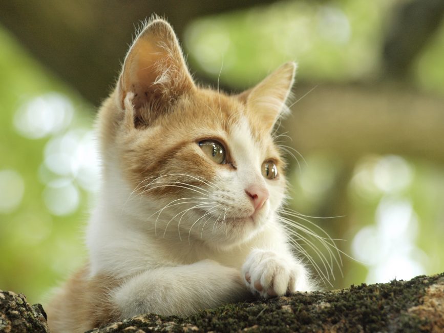 Gato descansando en un árbol