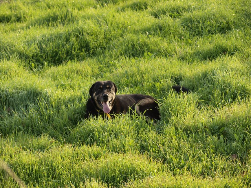 Perro de la finca