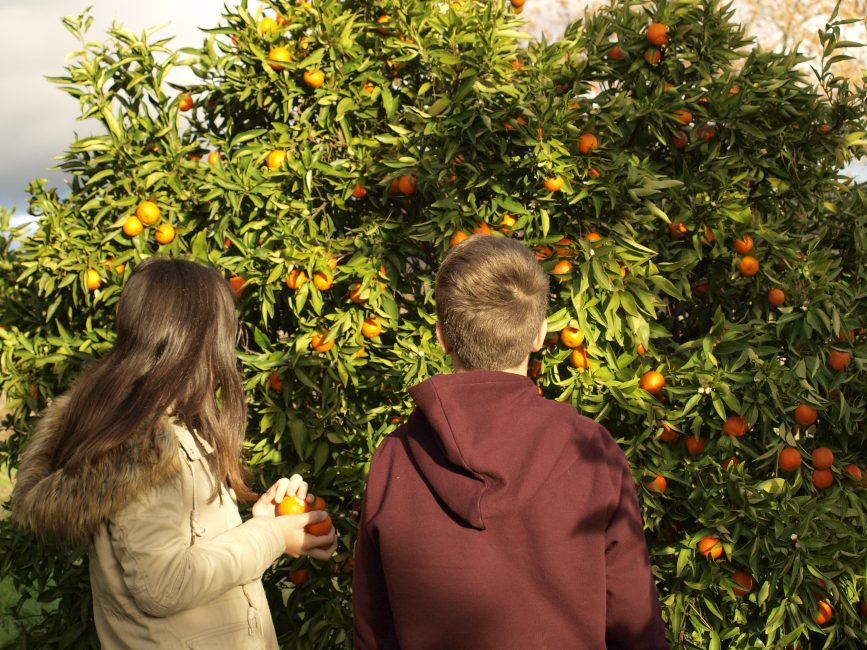 niños recolectando naranjas y mandarinas para el desayuno