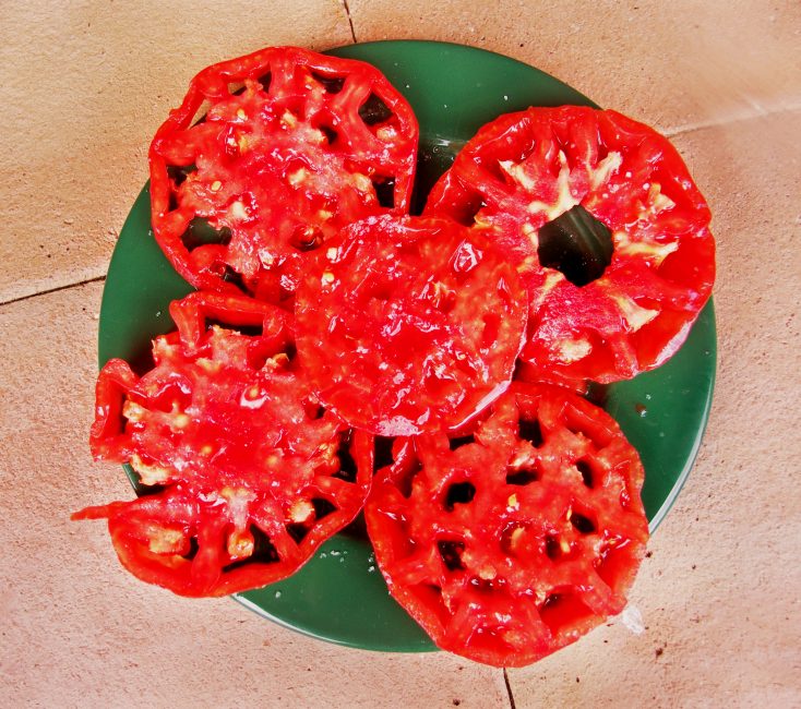 Tomates ecológicos de la huerta