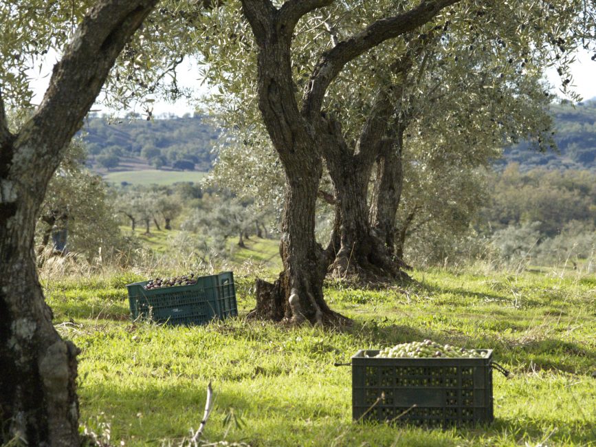 olivar cajas de aceituna