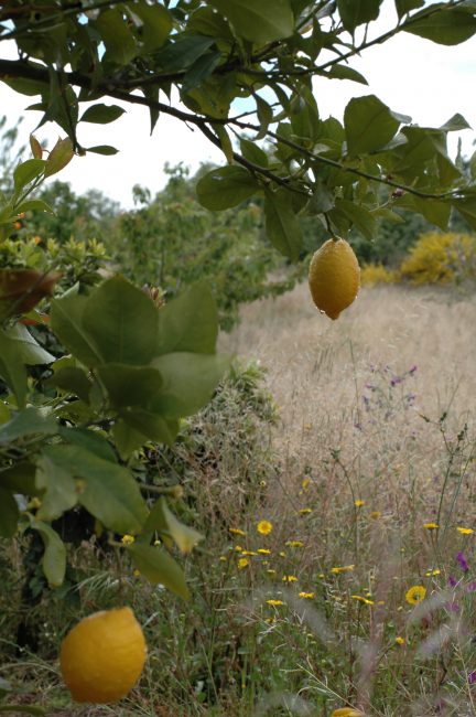 limones de la huerta