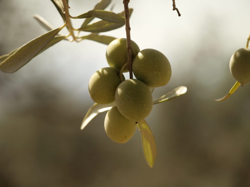 aceitunas ecológicas verdes finca el cabezo