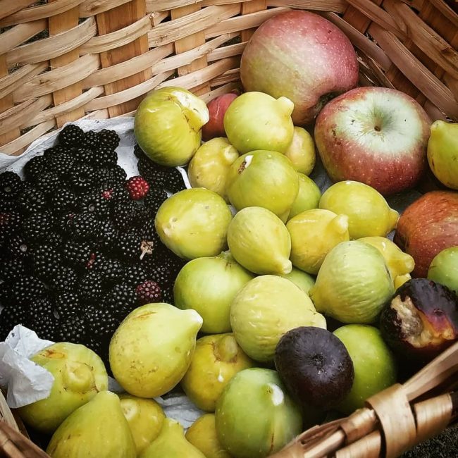 Moras e higos ecológicos