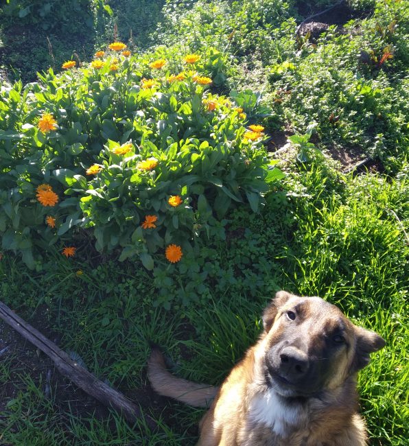 calendula y perro