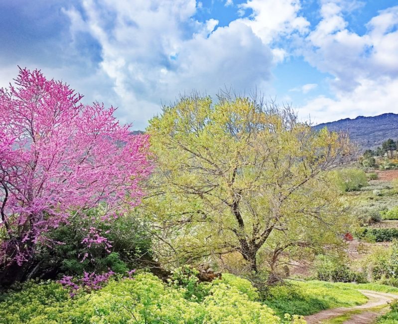 primavera en el cabezo